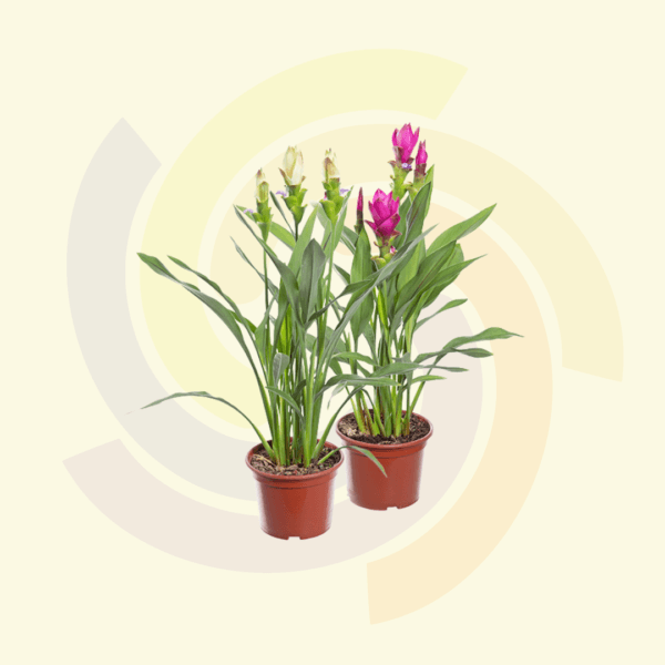 Curcuma