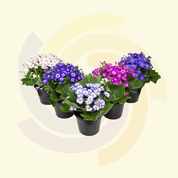 Cineraria
