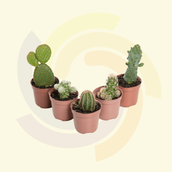 Cactus Mini