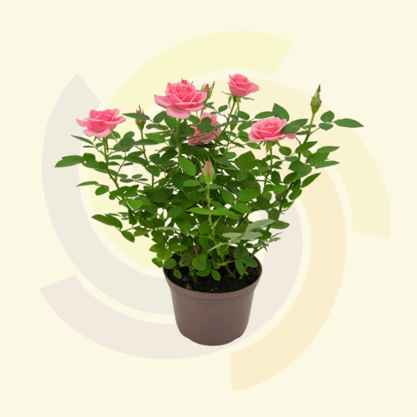 Roseira Mini