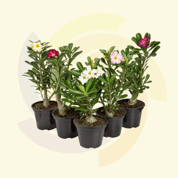 Rosa do Deserto